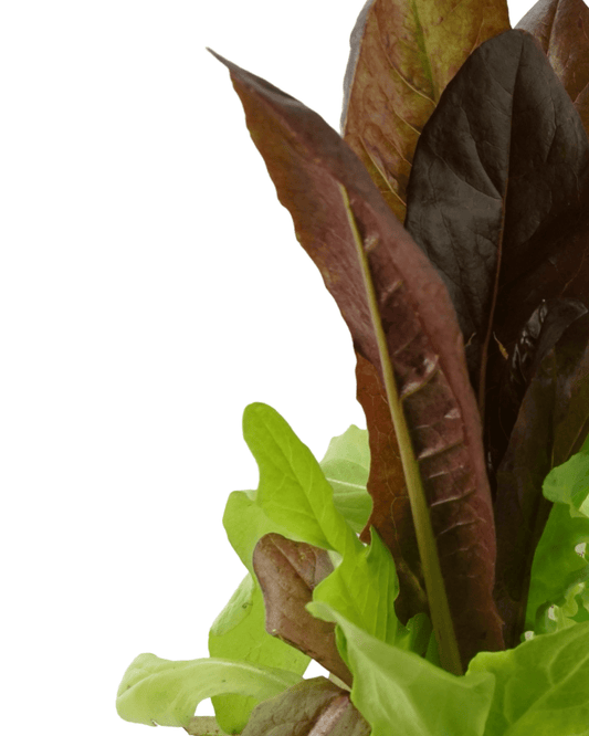Lettuce Mix - The Garden Corner
