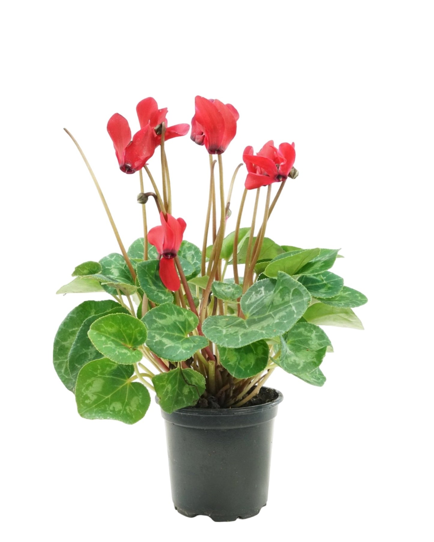 Cyclamen 'SuperSerie Allure Red' - The Garden Corner