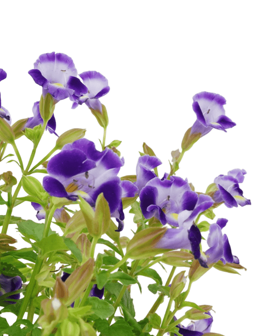 Torenia 'Catalina Midnight Blue' - The Garden Corner