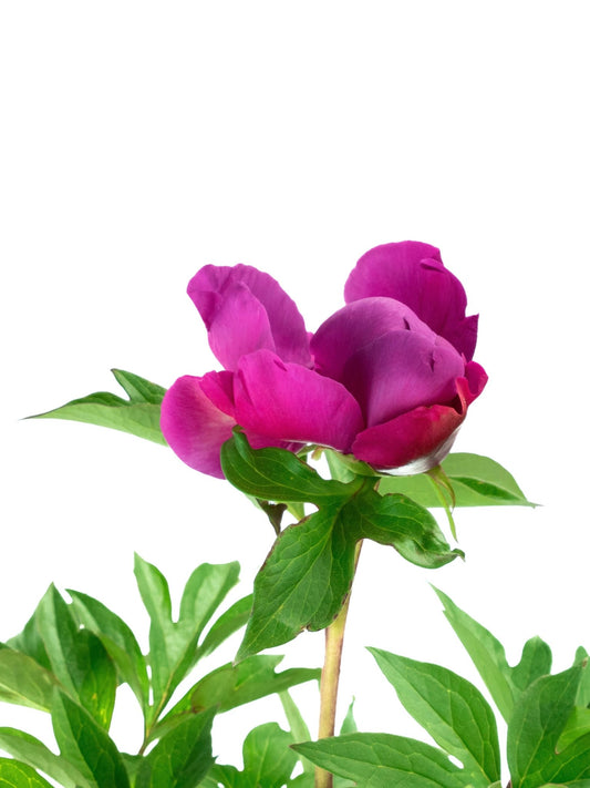 Paeonia x 'Gordon E Simonson' - The Garden Corner