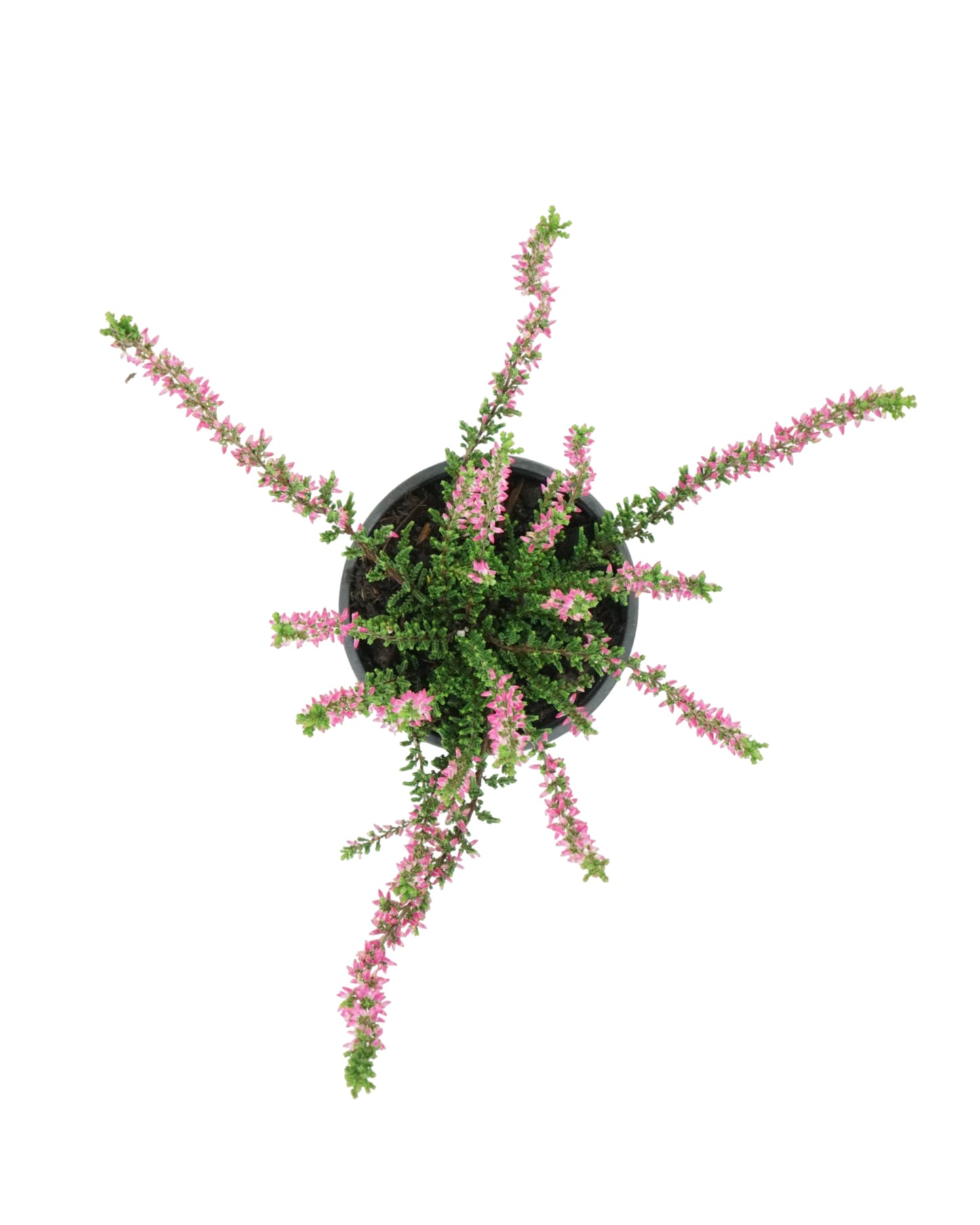 Calluna vulgaris 'Melina Lights'