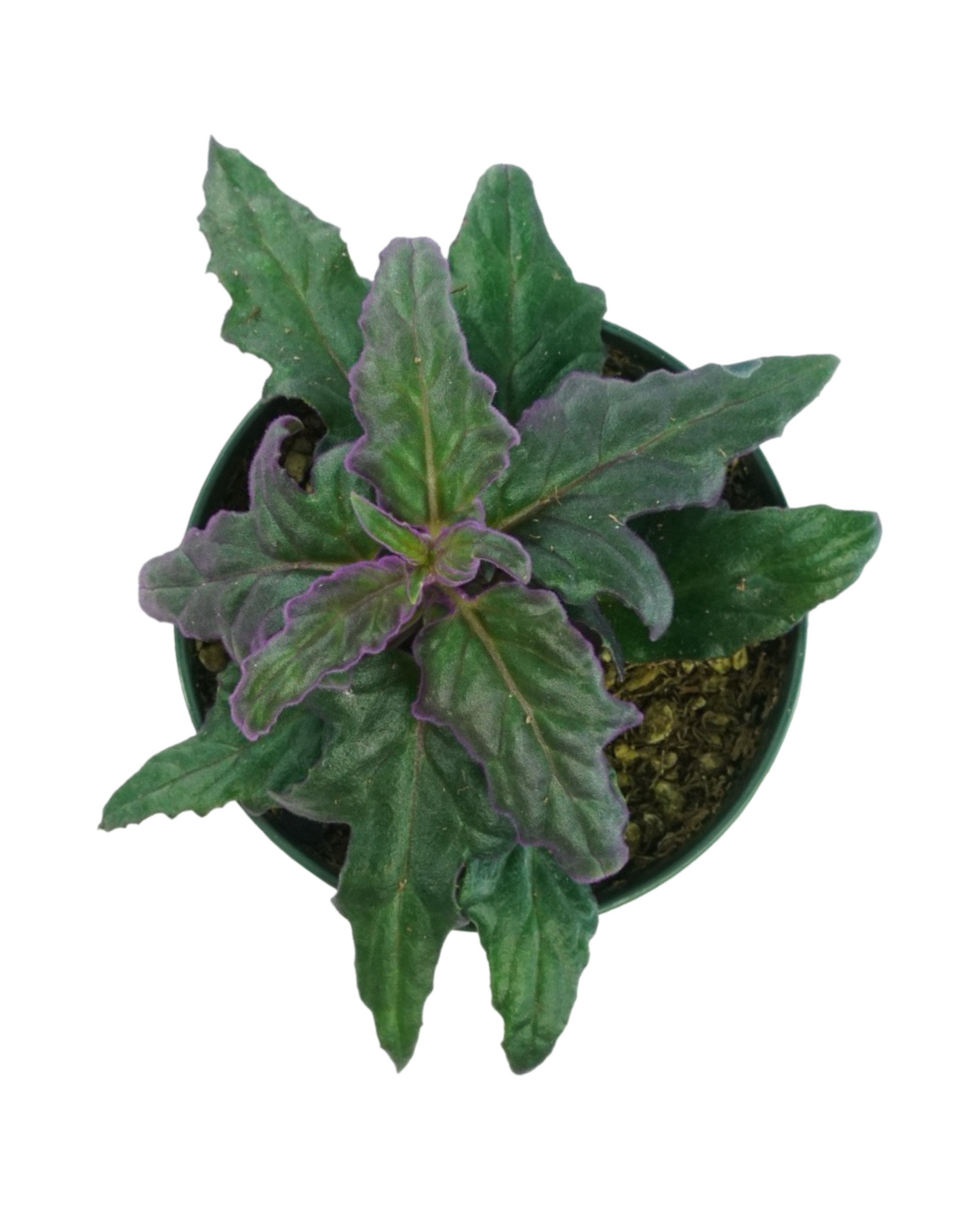 Gynura aurantiaca
