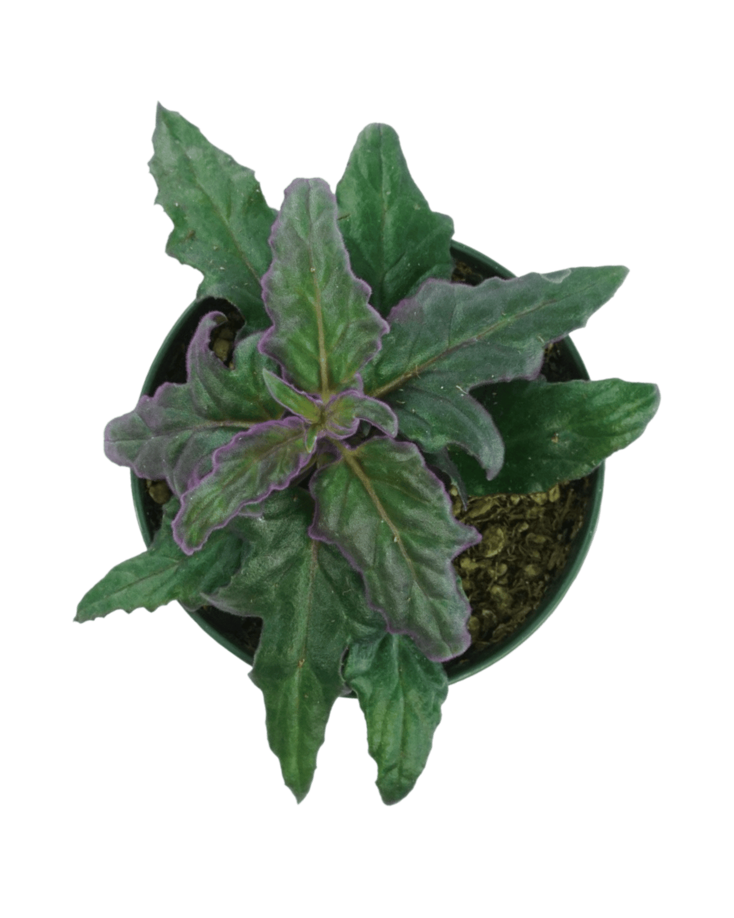 Gynura aurantiaca - The Garden Corner