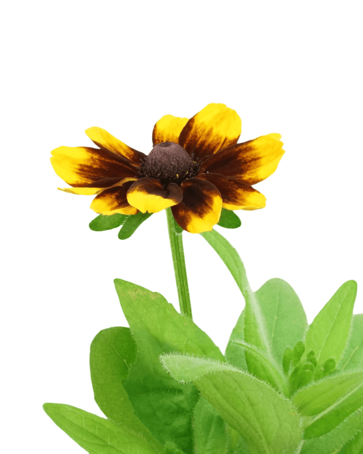 Rudbeckia 'Toto' Mix - Annuals
