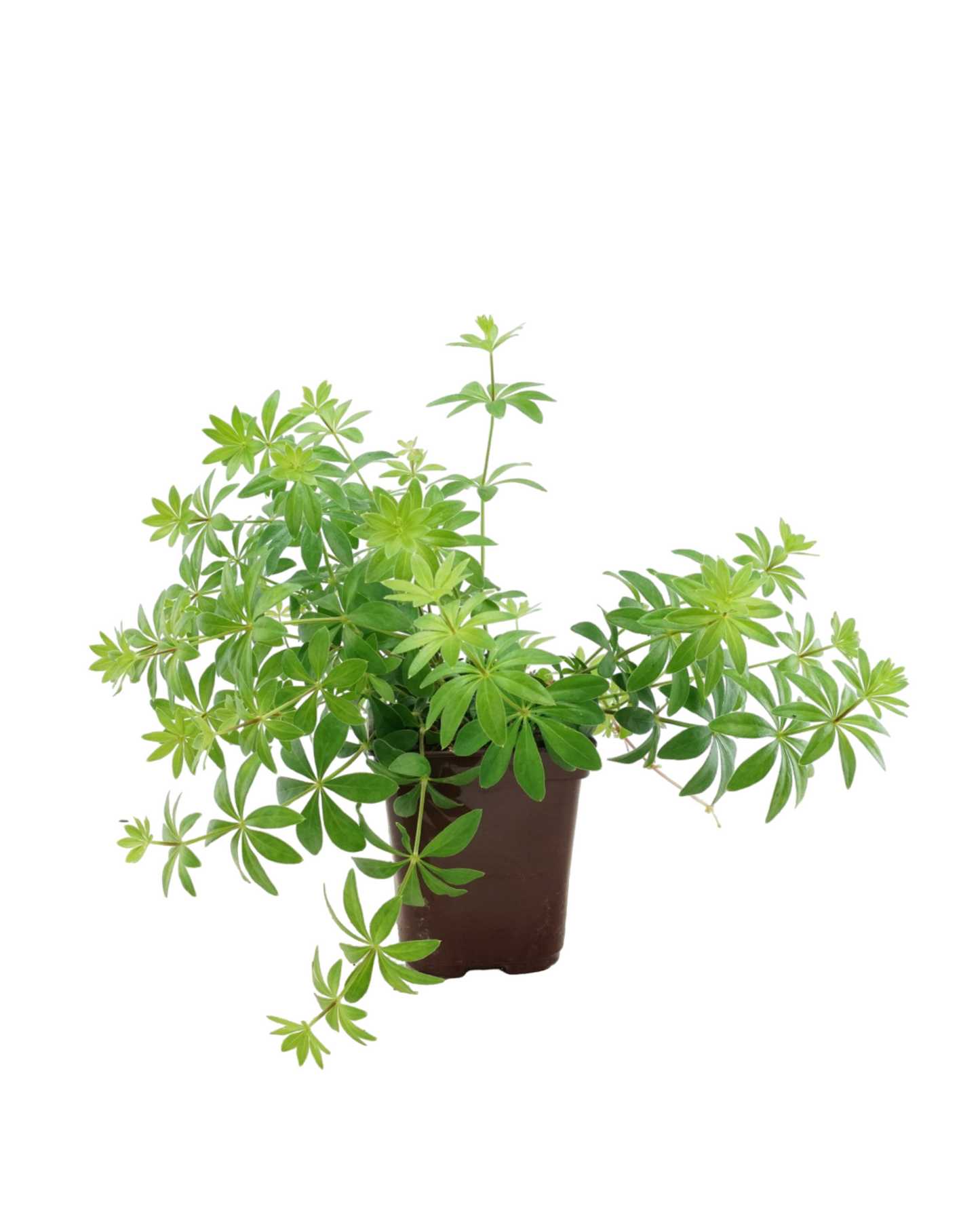 Galium odoratum