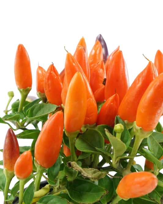 Capsicum annuum 'Acapulco Multicolor' - The Garden Corner