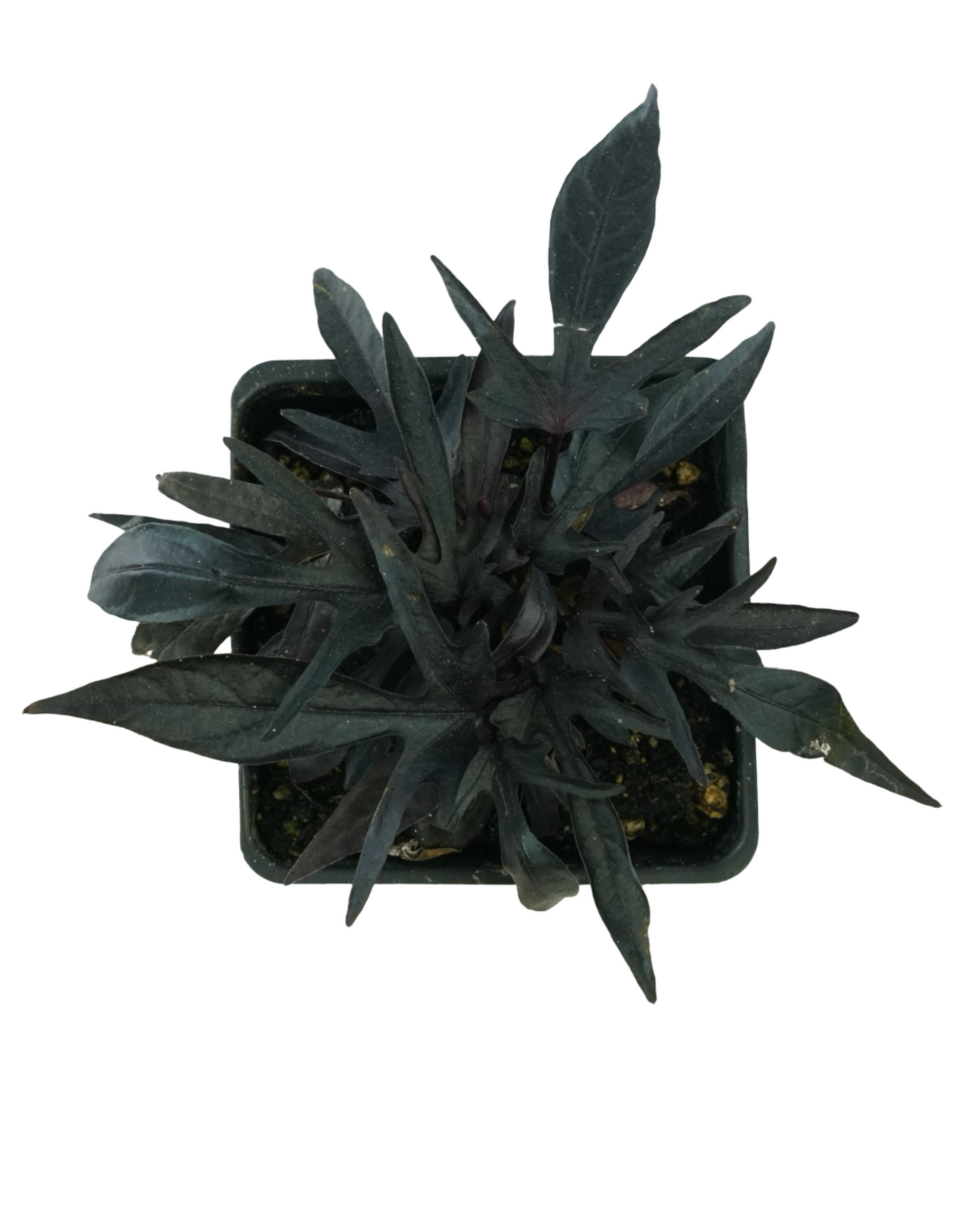 Ipomoea 'Spotlight Black Heart'