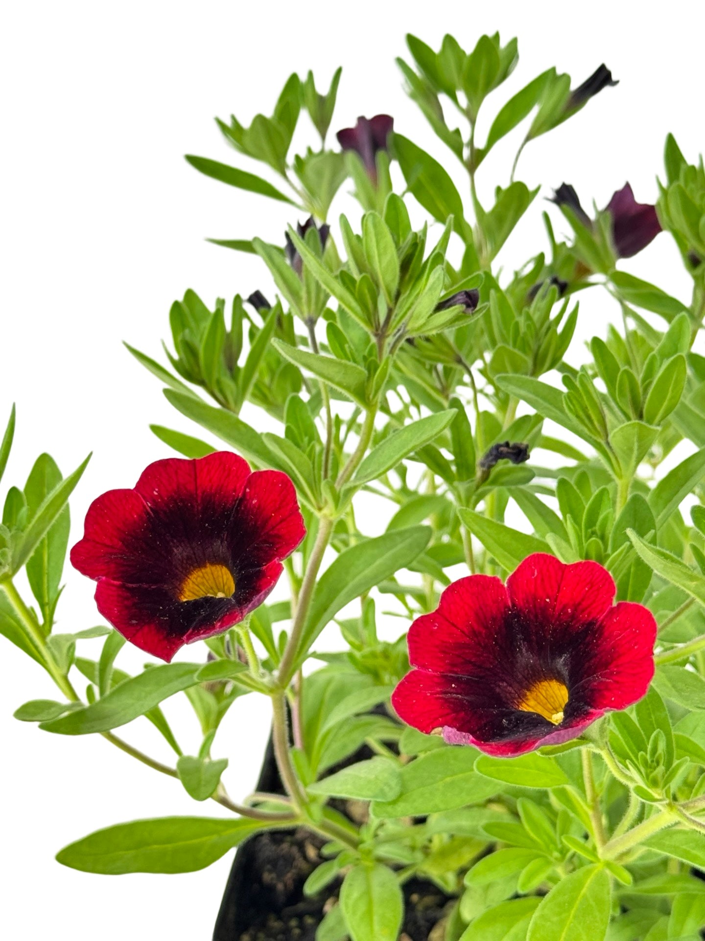 Calibrachoa Cha-Cha™ 'Red Kiss' - Annuals
