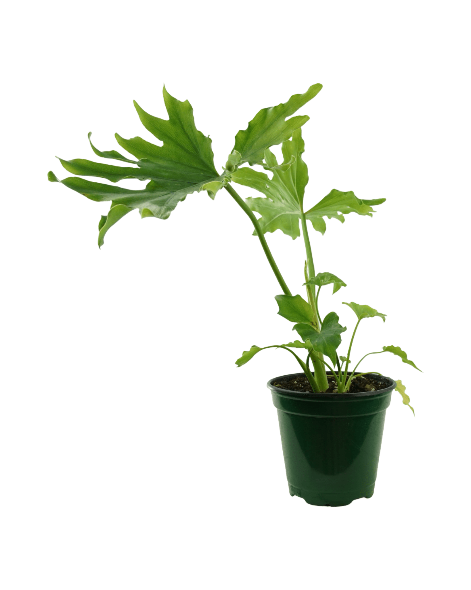 xanadu house plant Philodendron xanadu Enzie – The Garden Corner