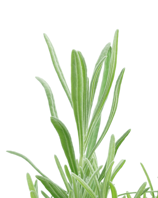 Lavandula x intermedia 'Grosso' - The Garden Corner