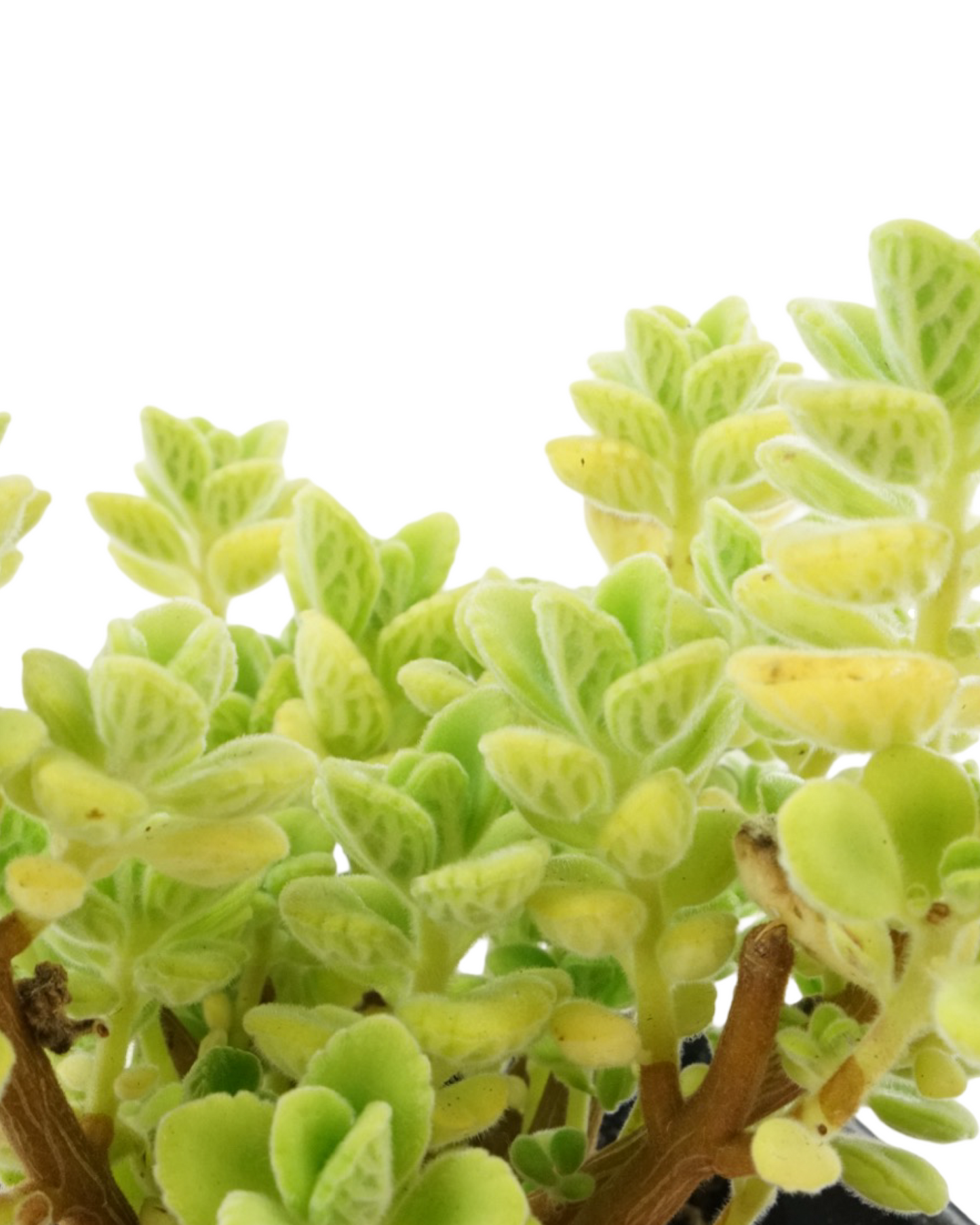 Plectranthus 'Cuban Oregano'