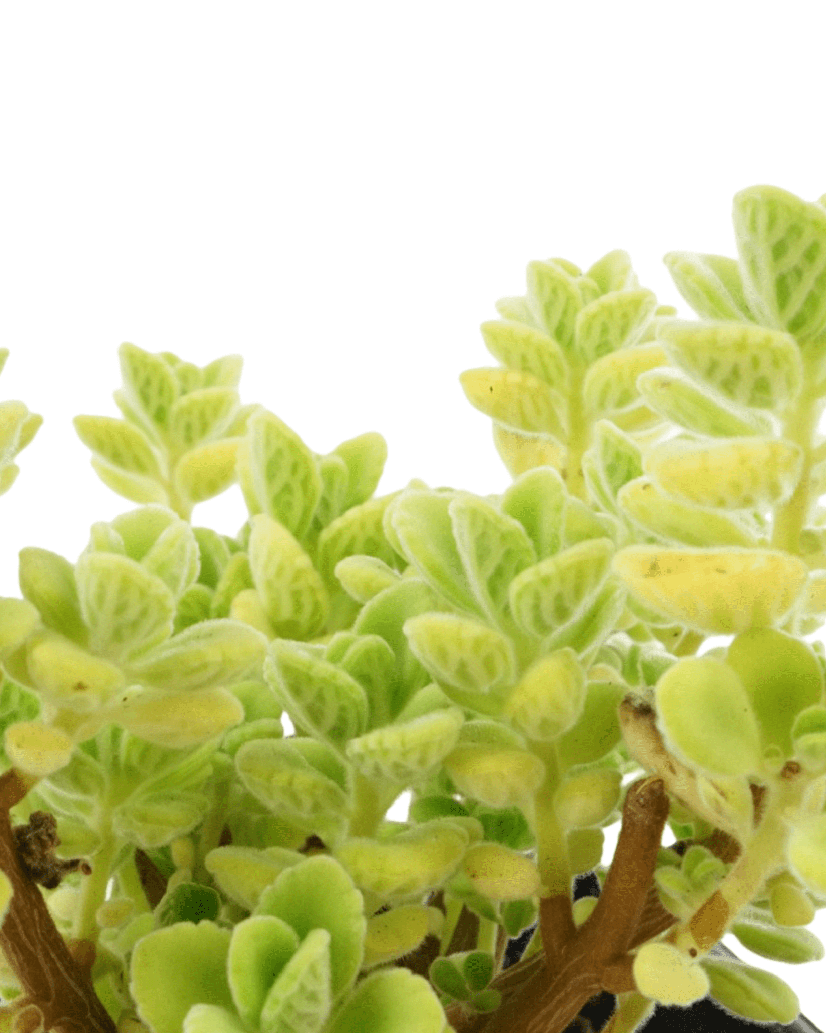 Plectranthus 'Cuban Oregano' - The Garden Corner