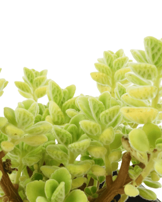 Plectranthus 'Cuban Oregano' - The Garden Corner