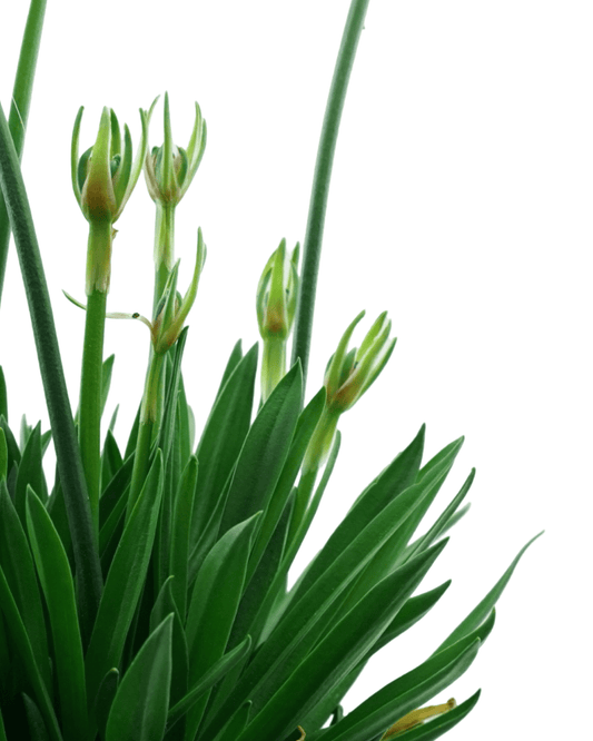 Armeria pseudarmeria 'Hypnotic Dreams' - The Garden Corner