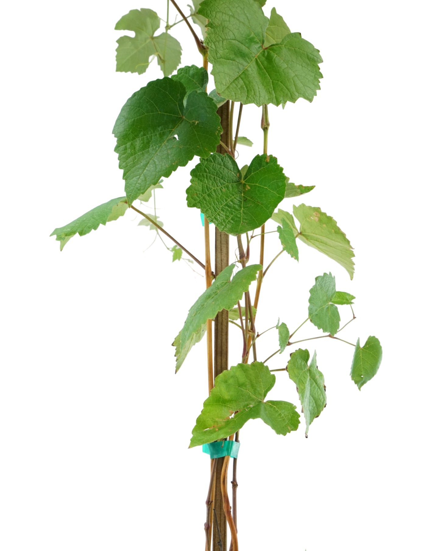 Vitis vinifera 'Vanessa' - Shrubs