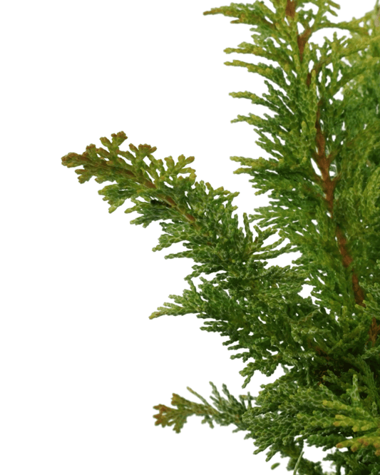 Chamaecyparis obtusa 'Jade Waves' - The Garden Corner