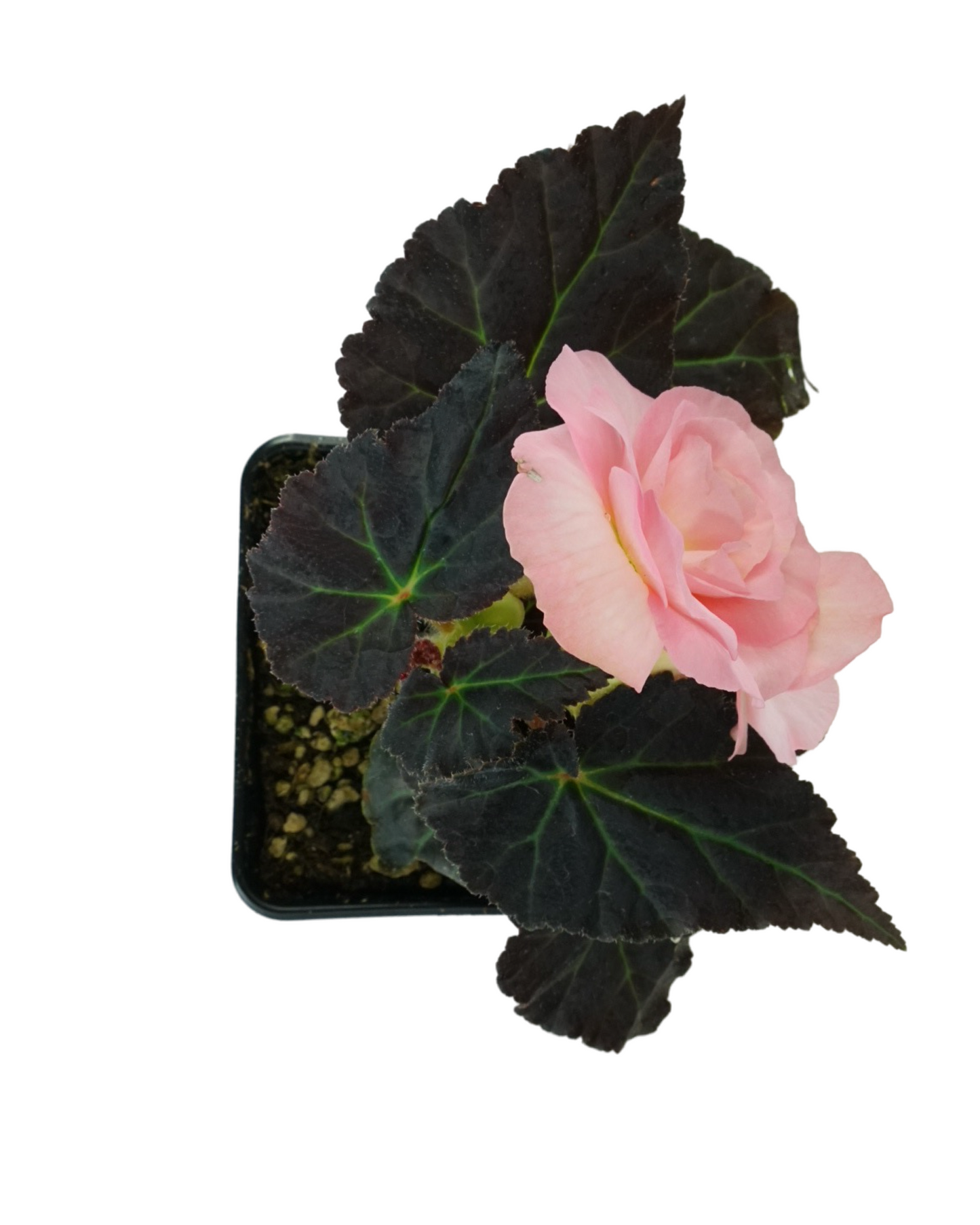 Begonia Nonstop Mocca 'Pink Shades'
