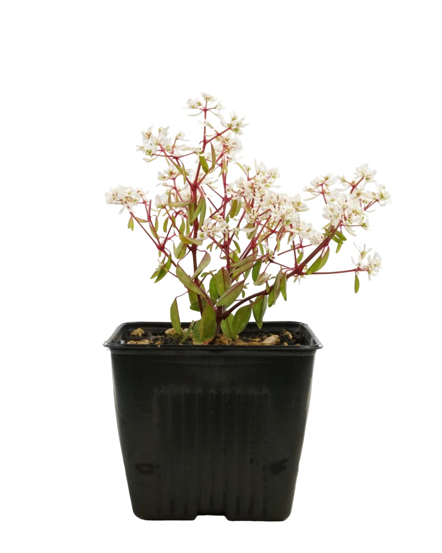 Euphorbia 'Stardust Super Flash' 4 Inch