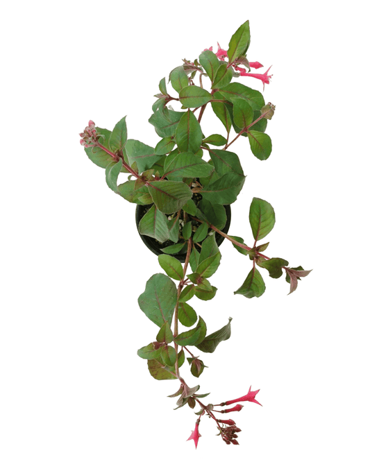 Fuchsia 'Eruption' - The Garden Corner