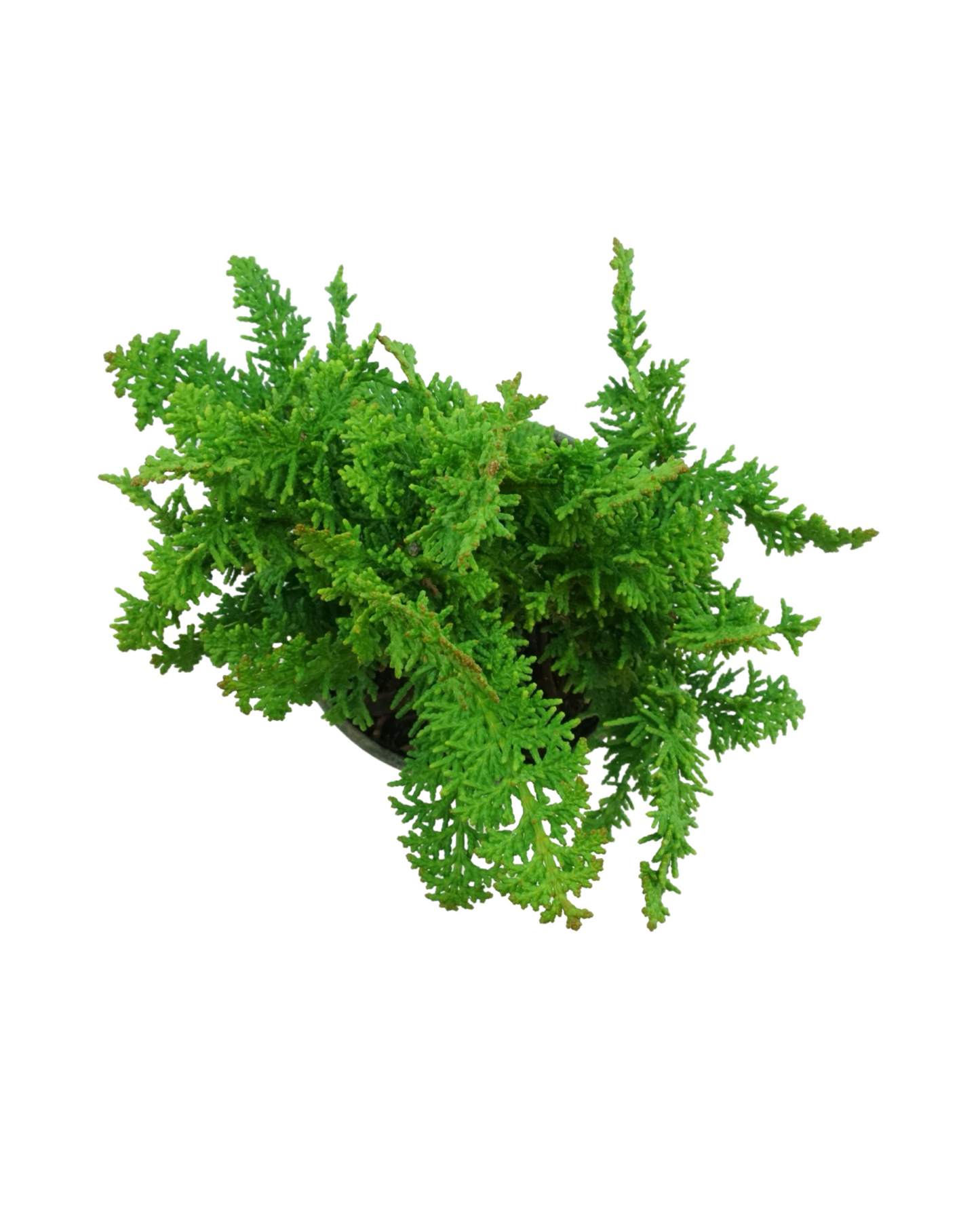 Chamaecyparis obtusa 'Filicoides Compacta'