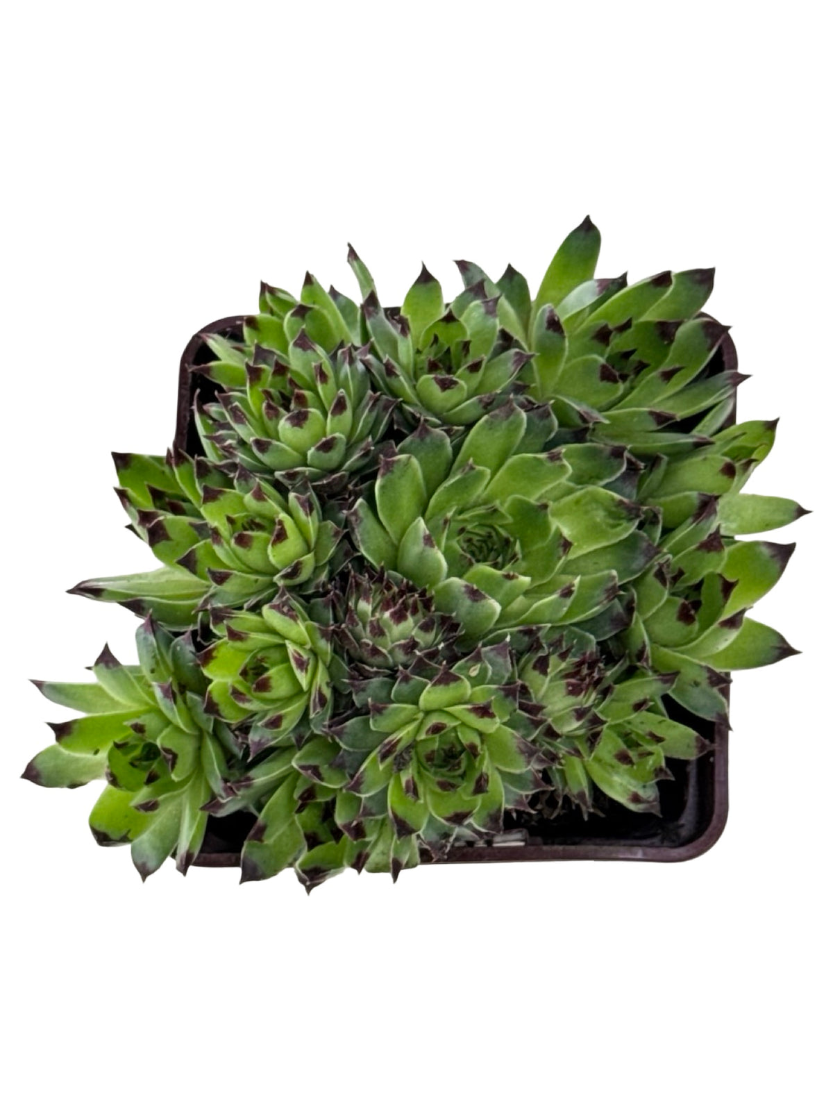 Sempervivum 'Mrs. Giuseppe' - Groundcovers
