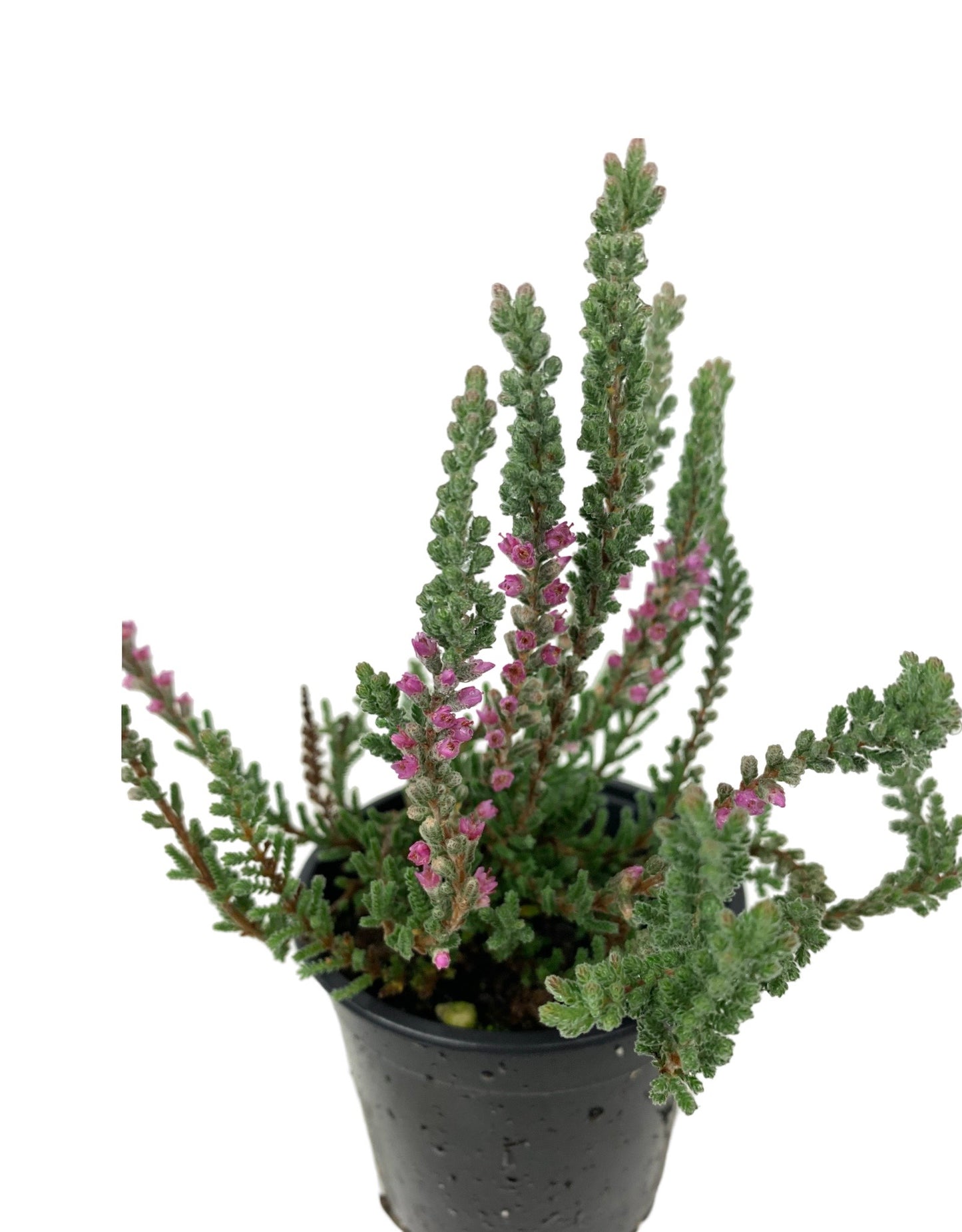 Calluna vulgaris 'Zilly' - The Garden Corner