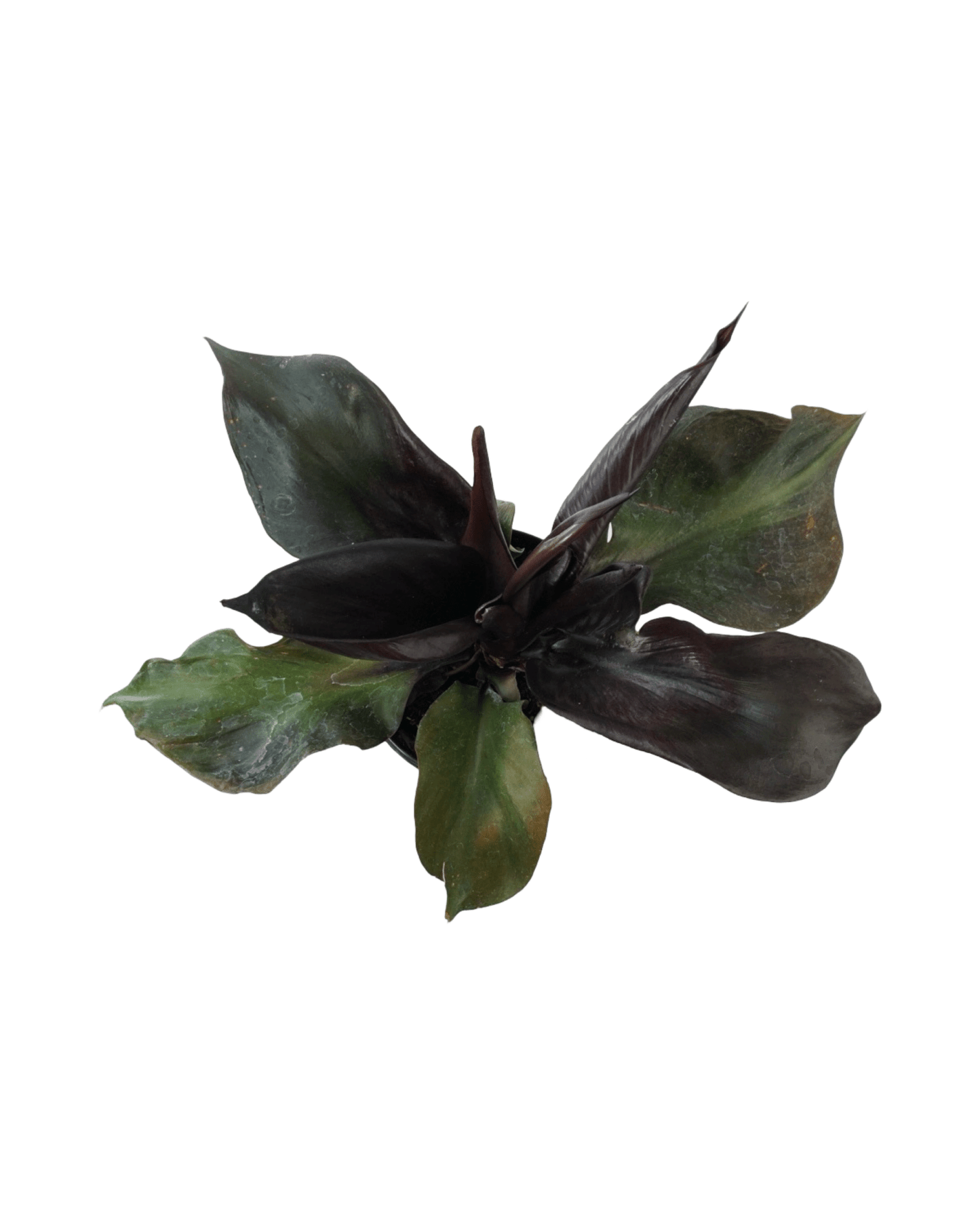 Philodendron erubescens Red Heart - The Garden Corner