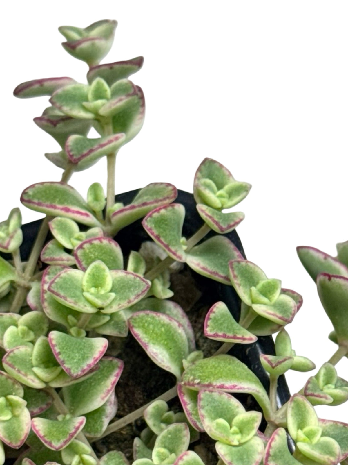 Sedum 'Little Shimmer' - Groundcovers