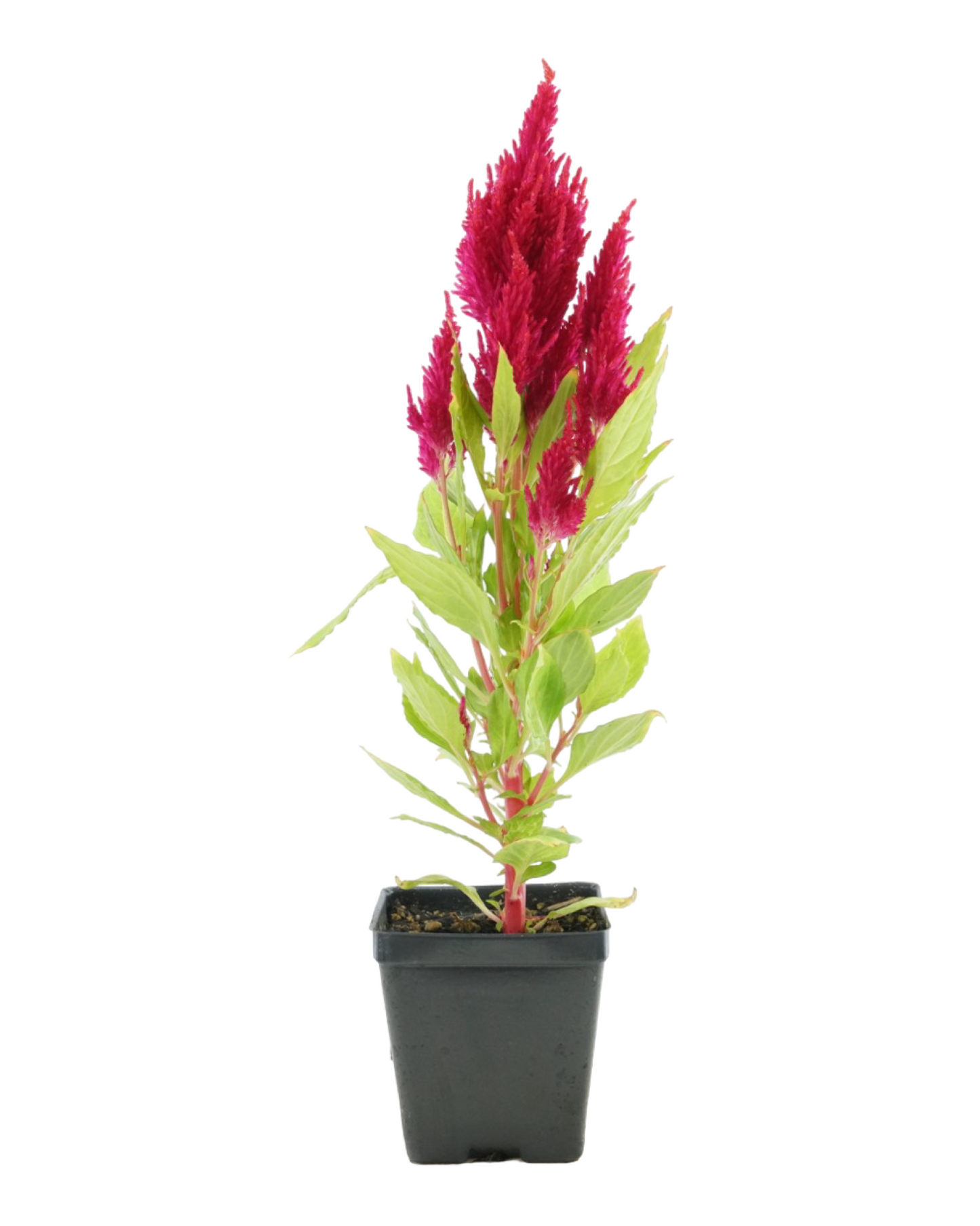 Celosia 'Fresh Look Red'