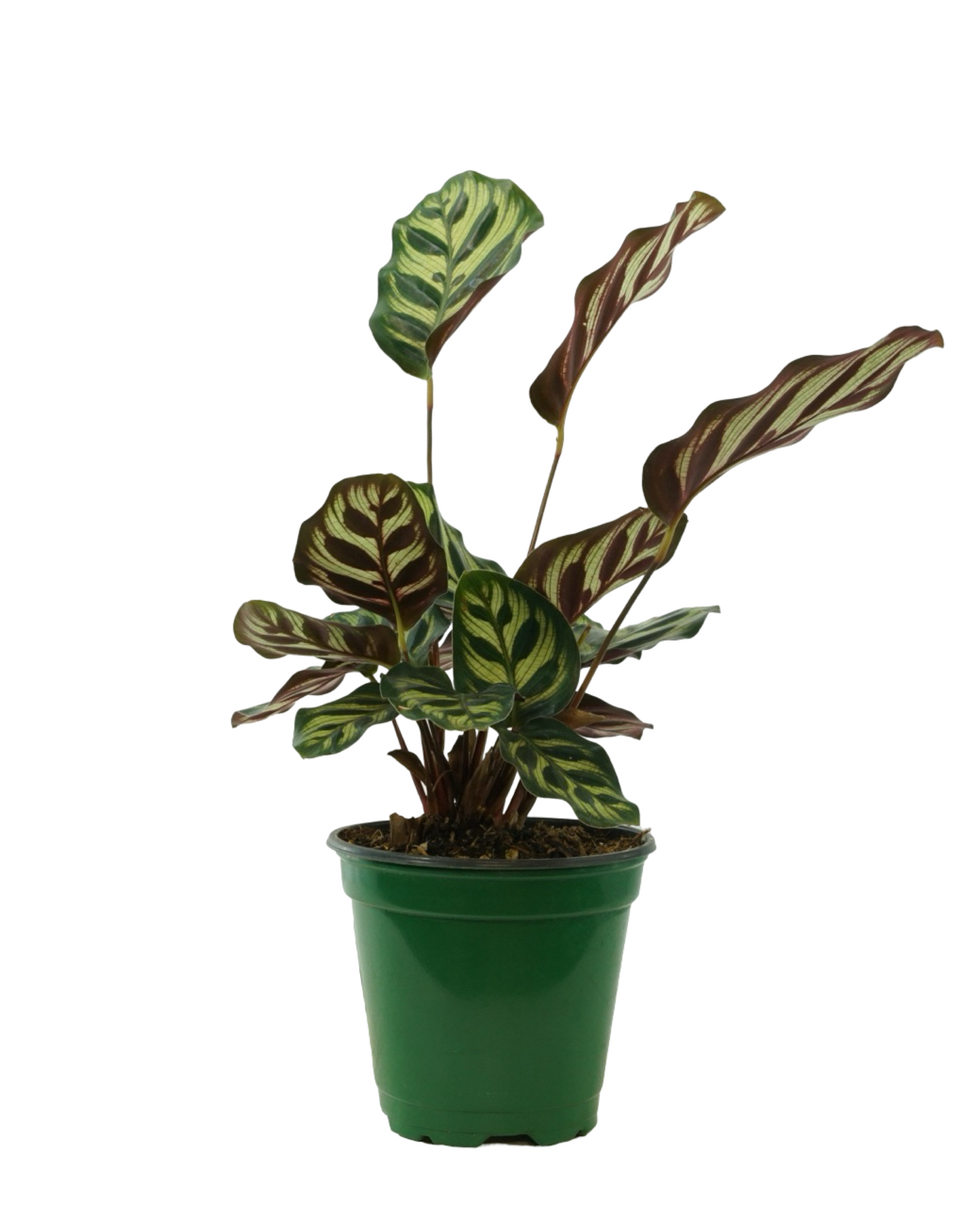 Calathea makoyana
