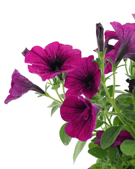 Petunia 'Headliner Electric Purple' - The Garden Corner