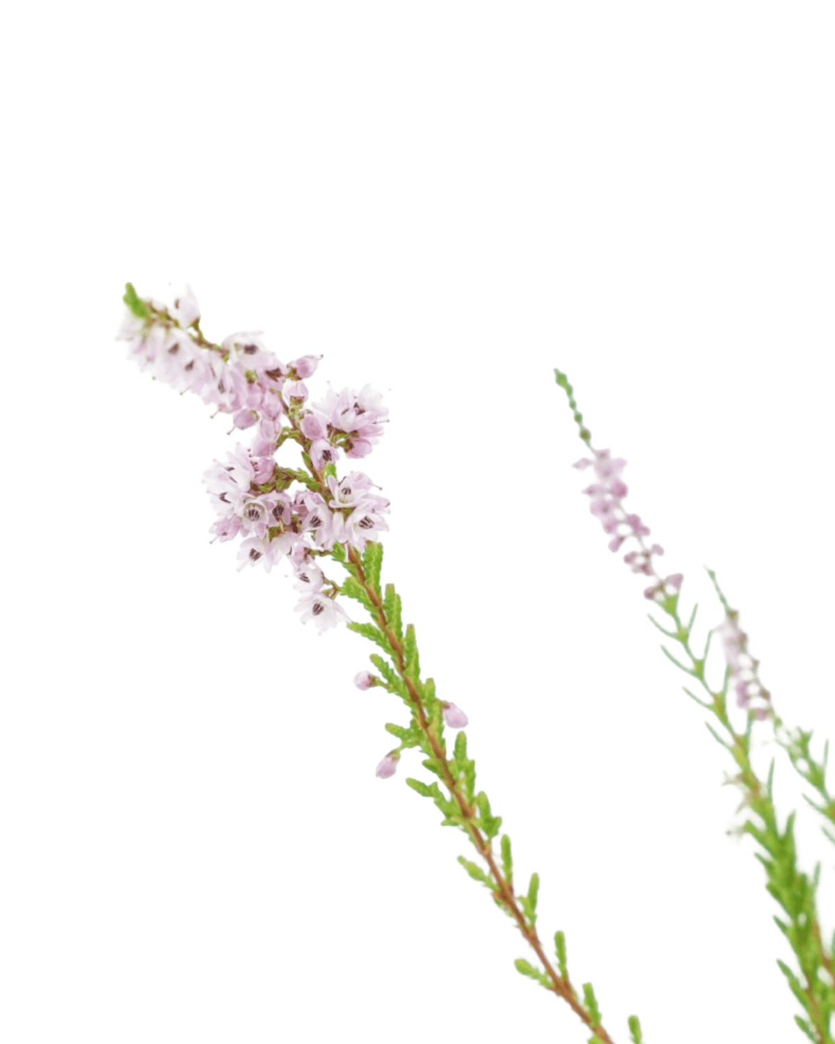 Calluna vulgaris 'Spring Torch' - Shrubs