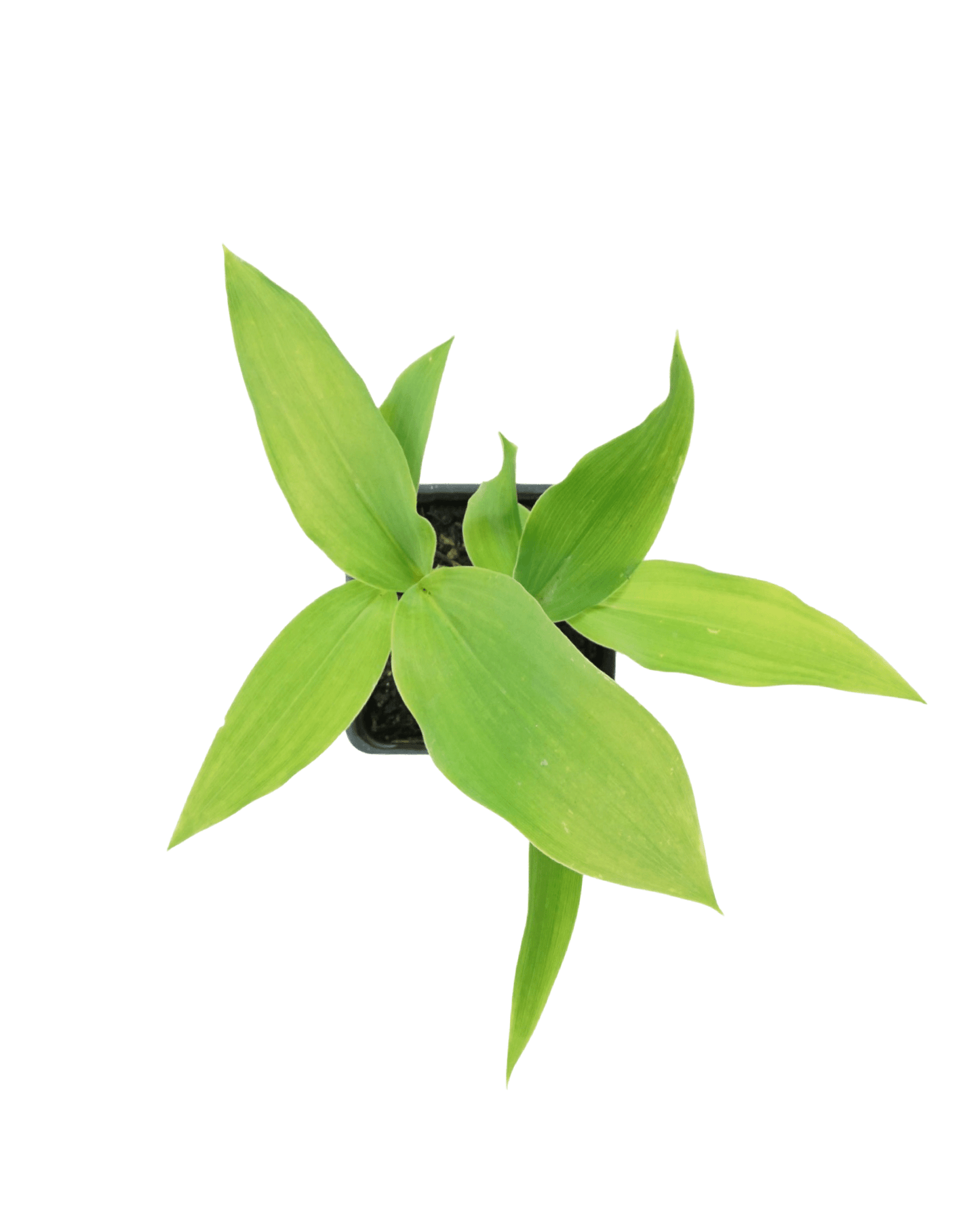 Convallaria majalis - The Garden Corner