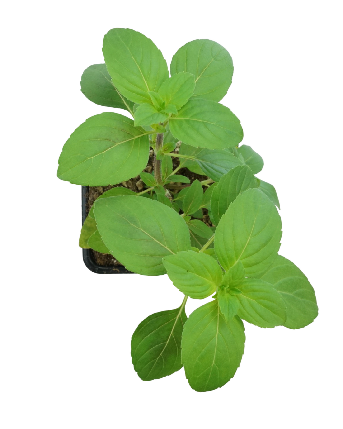 Basil 'African Blue'
