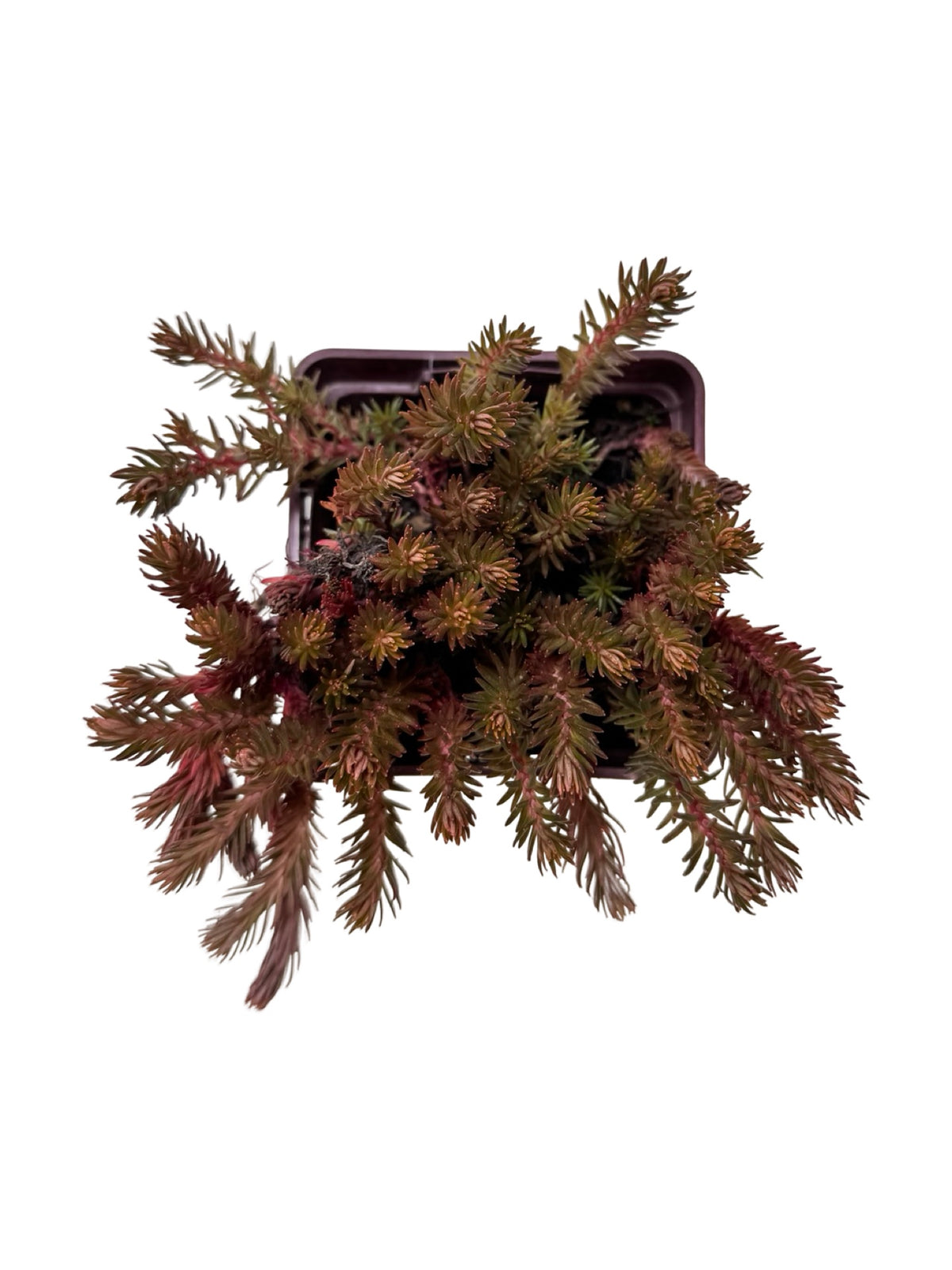 Sedum hakonense 'Chocolate Ball' - Perennials