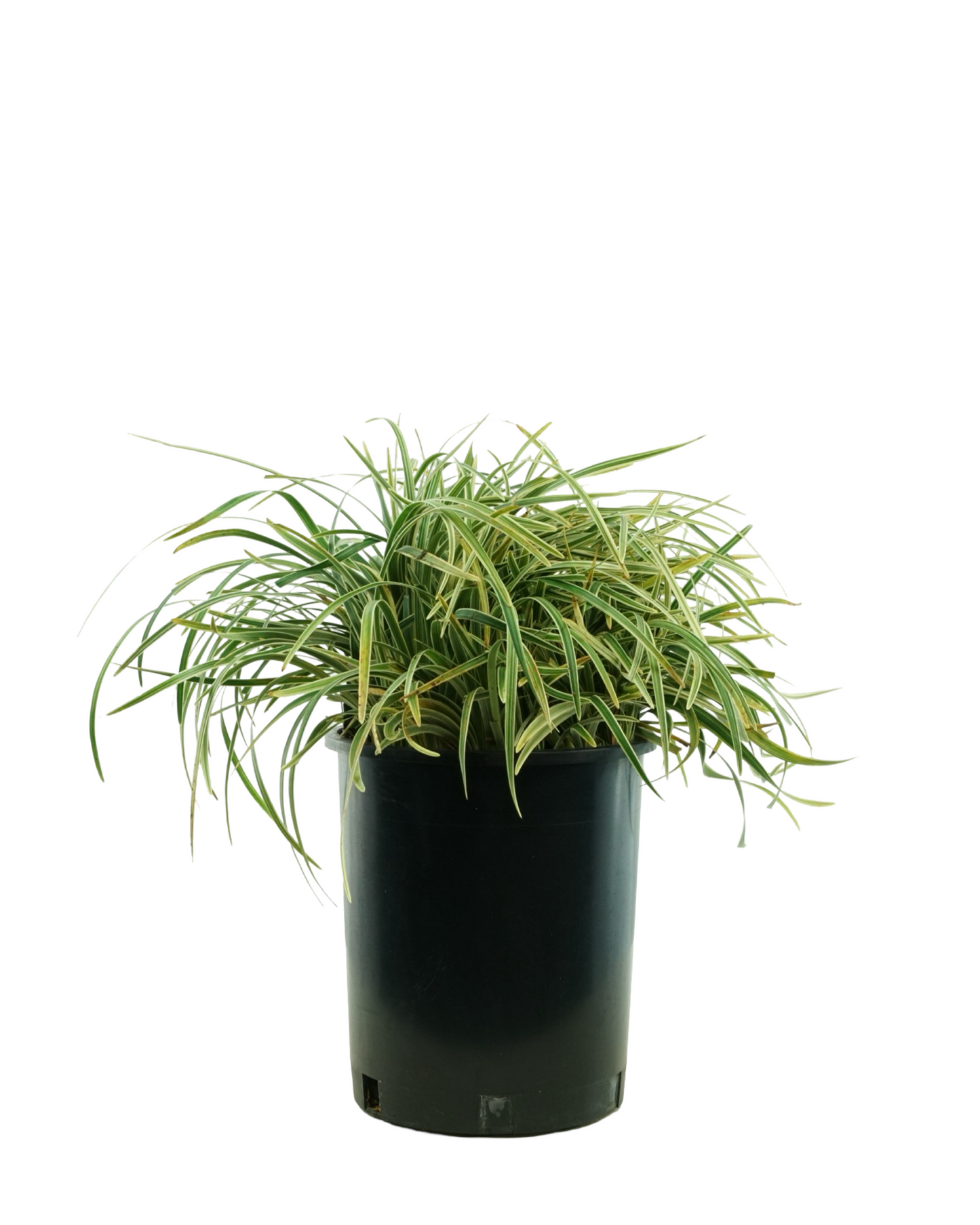 Ophiopogon japonicus 'Pam Harper'