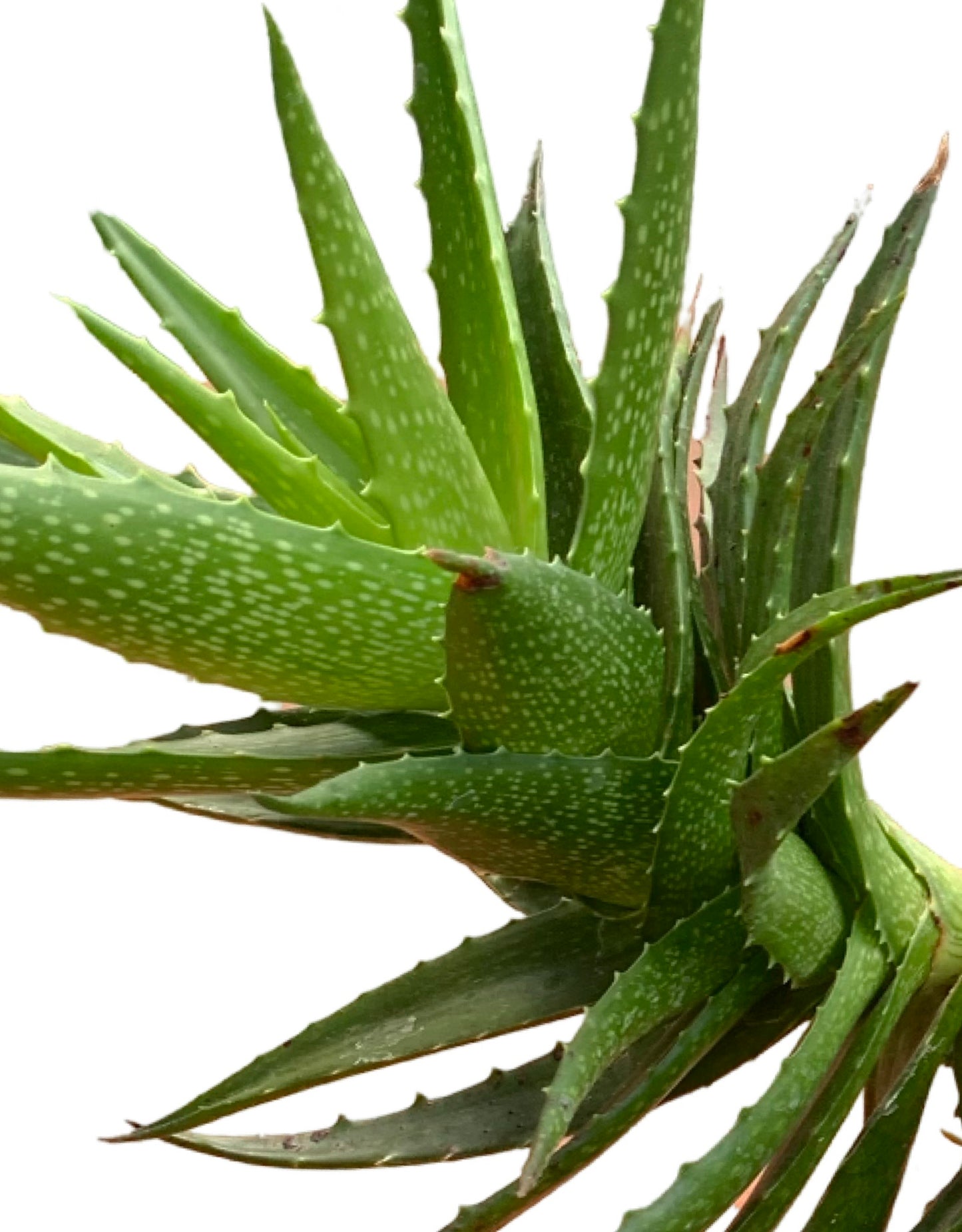 Aloe dorotheae