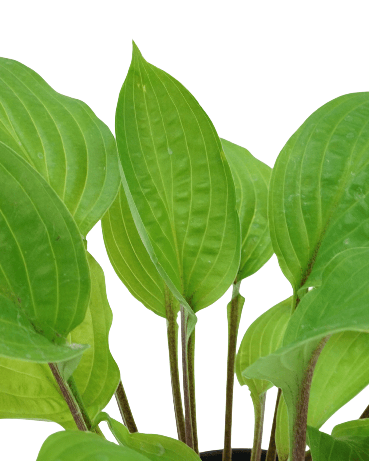 Hosta 'Fire Island' - Perennials