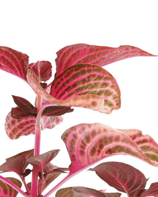 Iresine 'Blazin Rose' - The Garden Corner