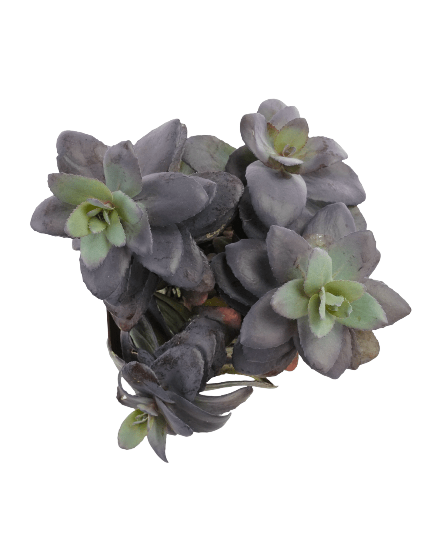 Sedum 'Mojave Jewels Sapphire' - The Garden Corner