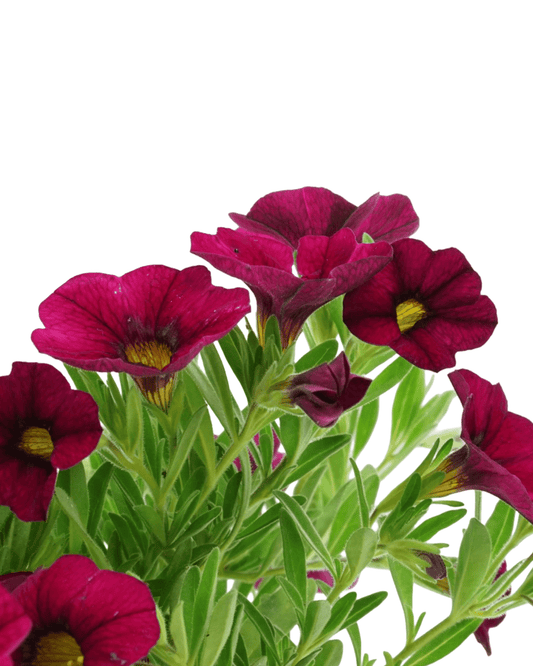 Calibrachoa 'Callie Burgundy' - The Garden Corner
