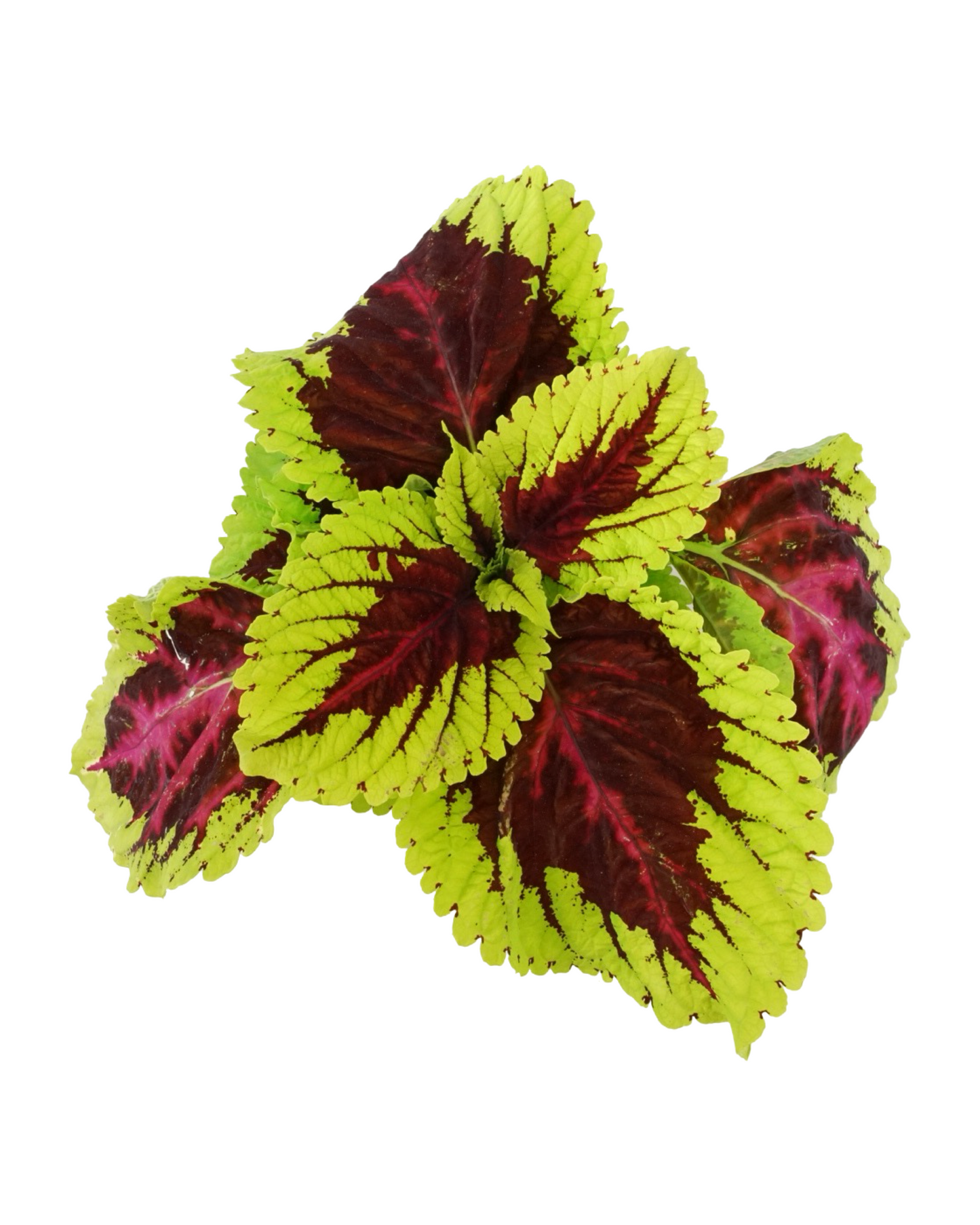 Coleus 'Kong Rose'