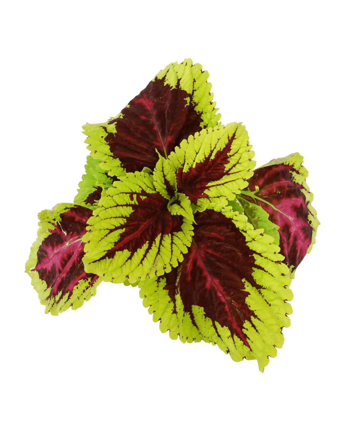 Coleus 'Kong Rose' - The Garden Corner