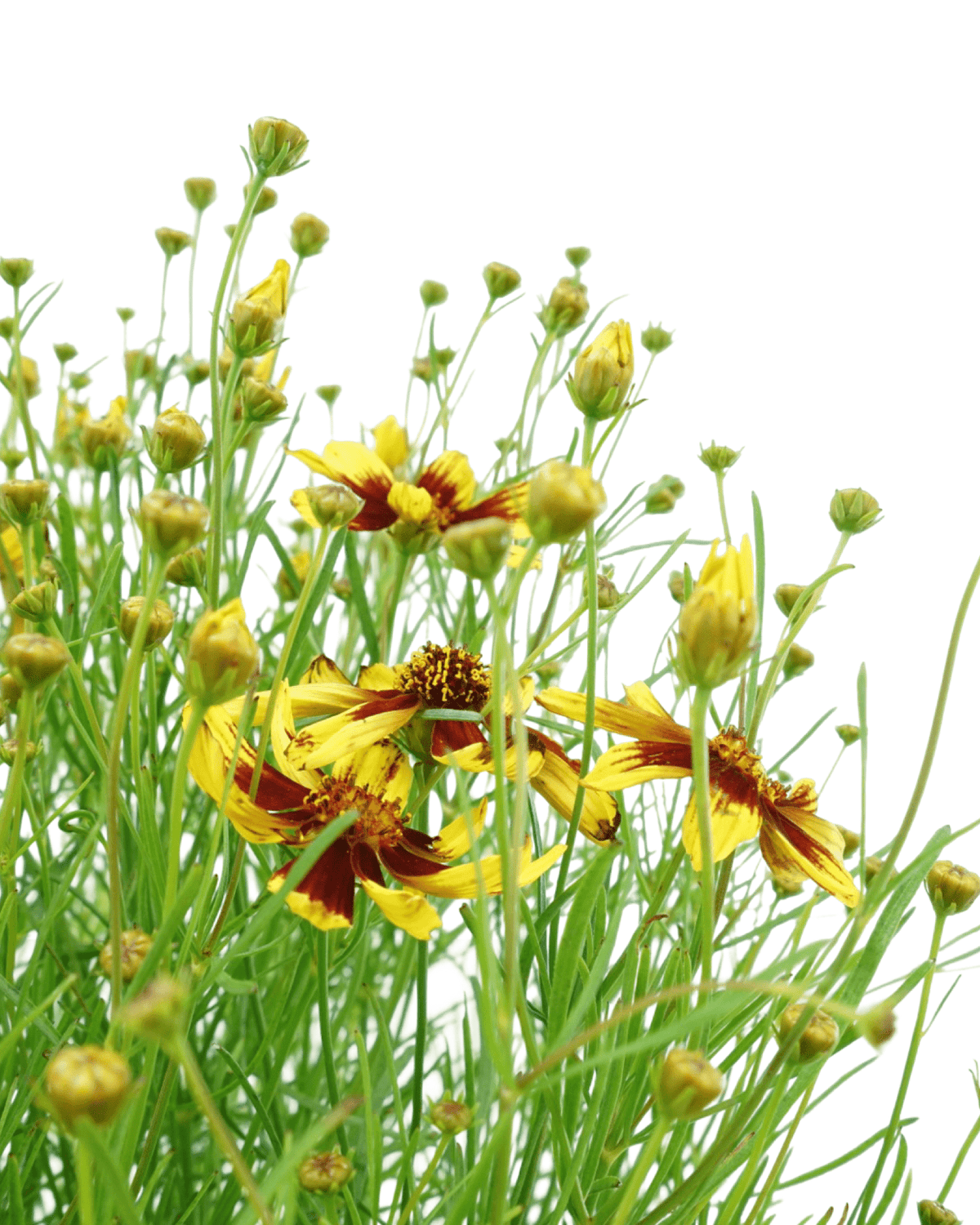 Coreopsis 'Firefly' - Perennials