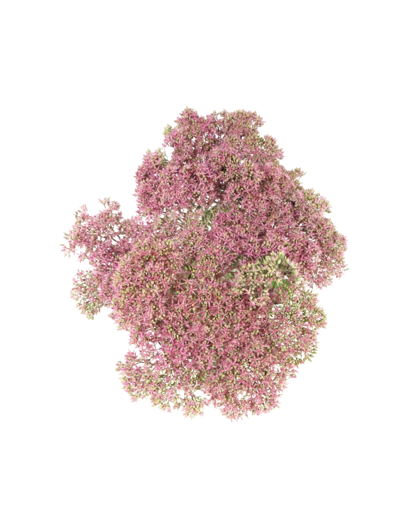 Sedum 'Mr. Goodbud'