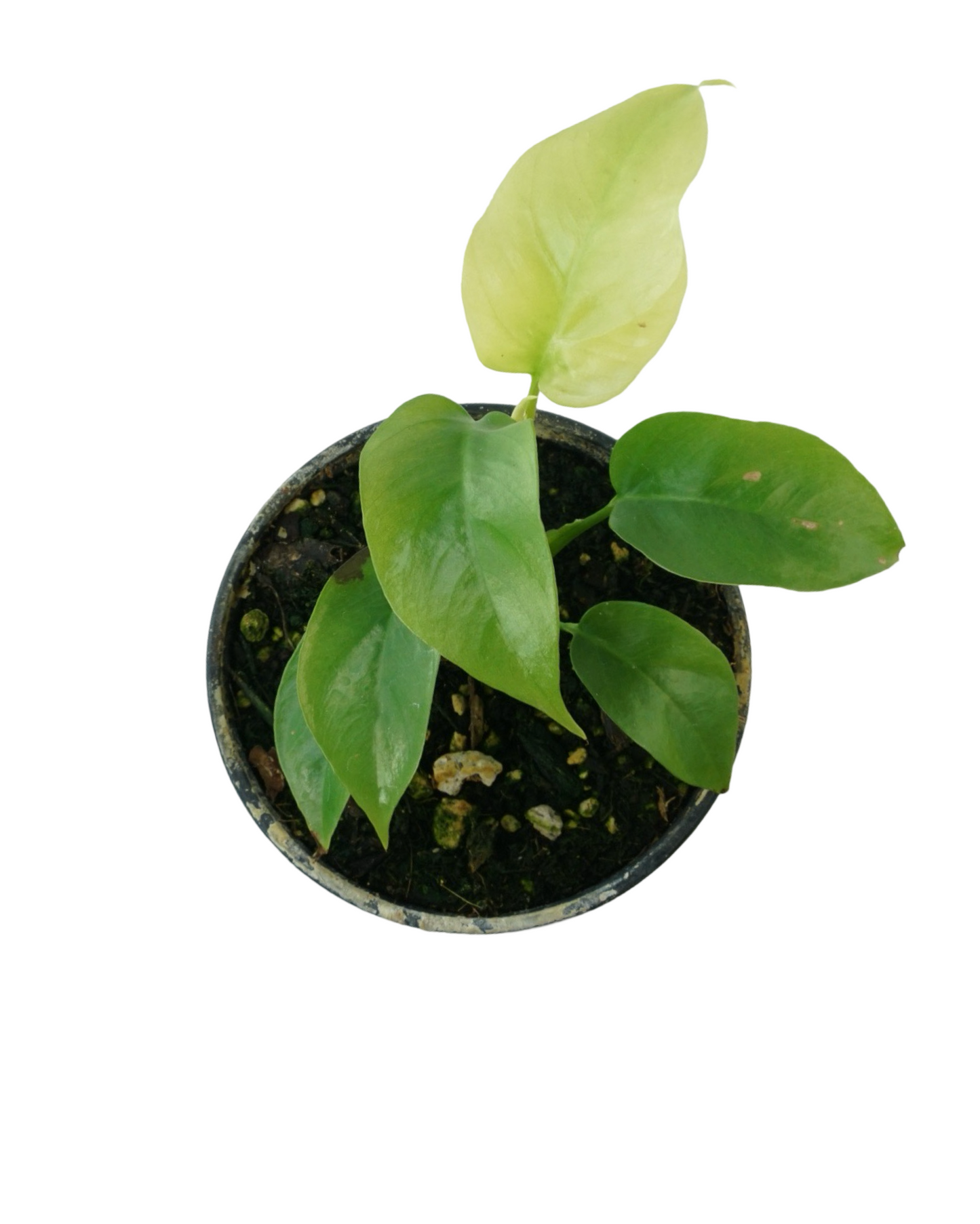 Rhaphidophora tetrasperma