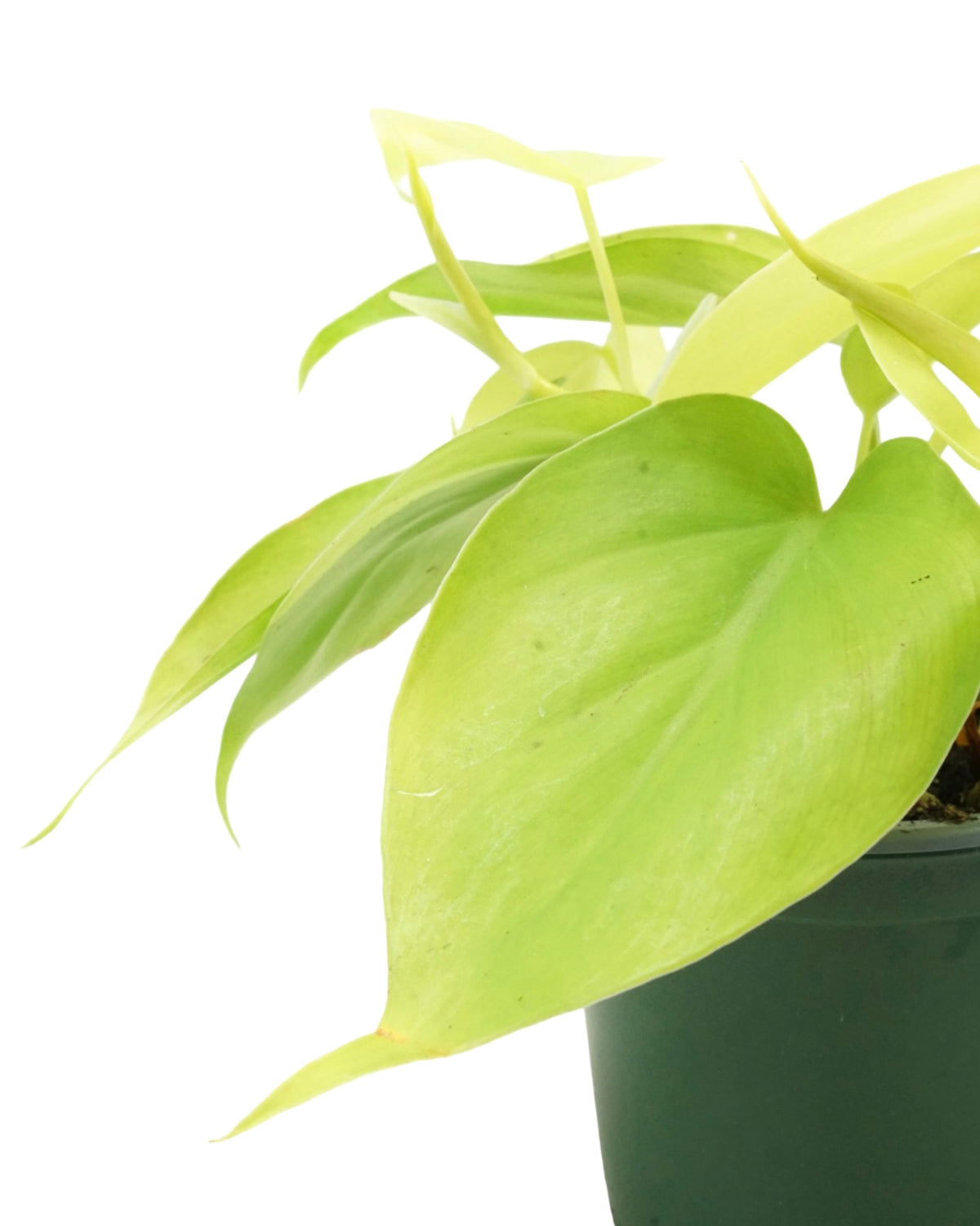 Philodendron cordatum 'Gold Heartleaf' - House Plants