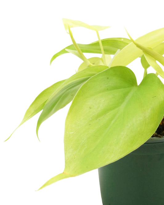 Philodendron cordatum 'Gold Heartleaf'