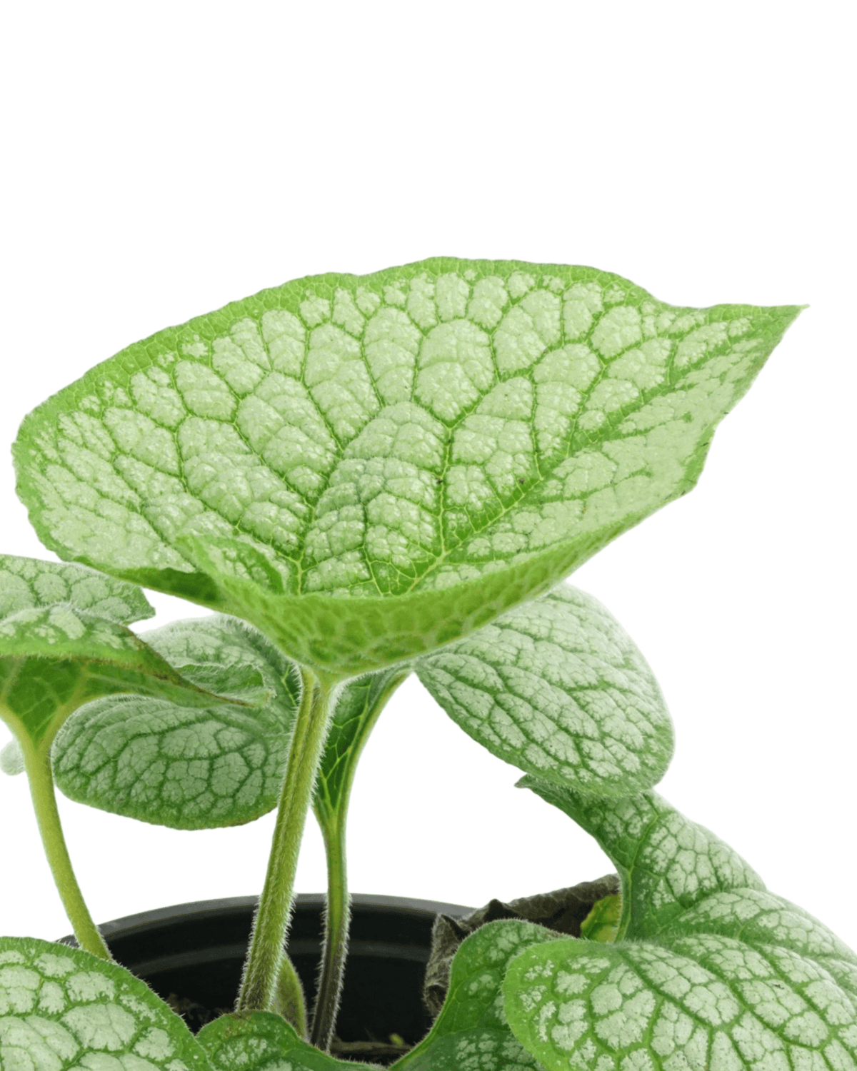 Brunnera macrophylla 'Sea Heart' - Perennials