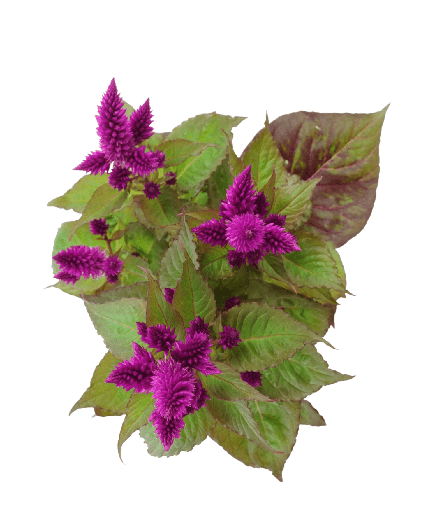 Celosia venezuela - The Garden Corner